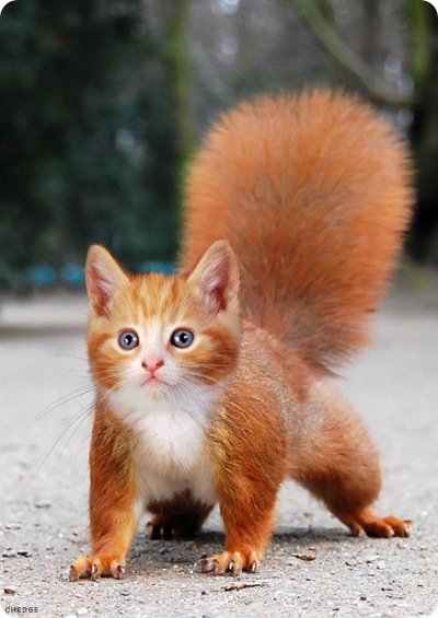 400x565, 44 Kb / котобелка