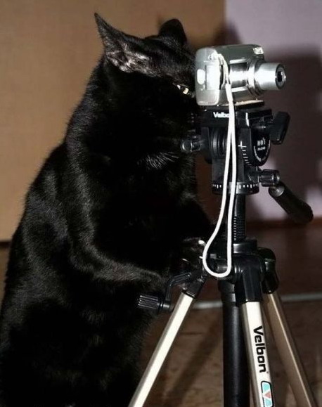 458x579, 55 Kb / фотоаппарат, кот