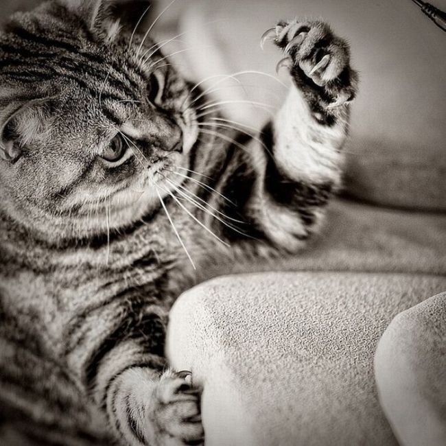 650x650, 90 Kb / котик