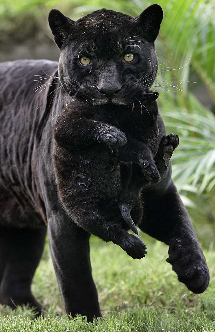 744x1147, 103 Kb / животные, пантеры, мама, котенок