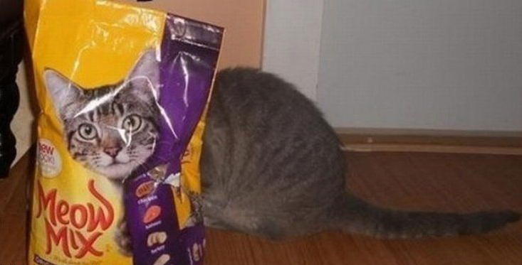 733x373, 65 Kb / кот, корм