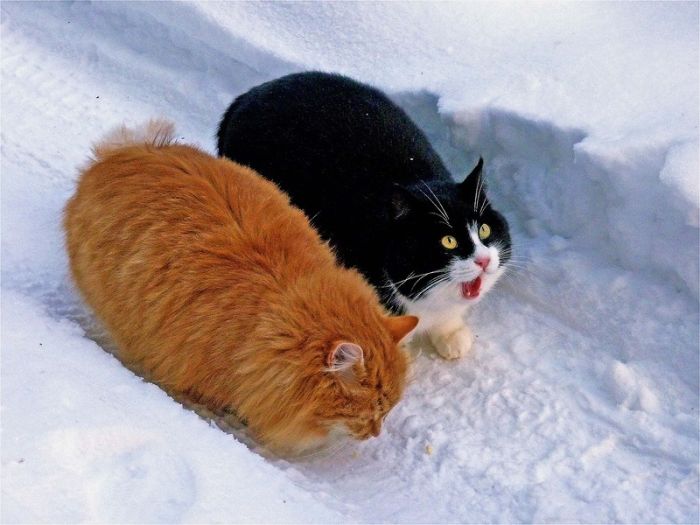700x525, 52 Kb / коты, зима
