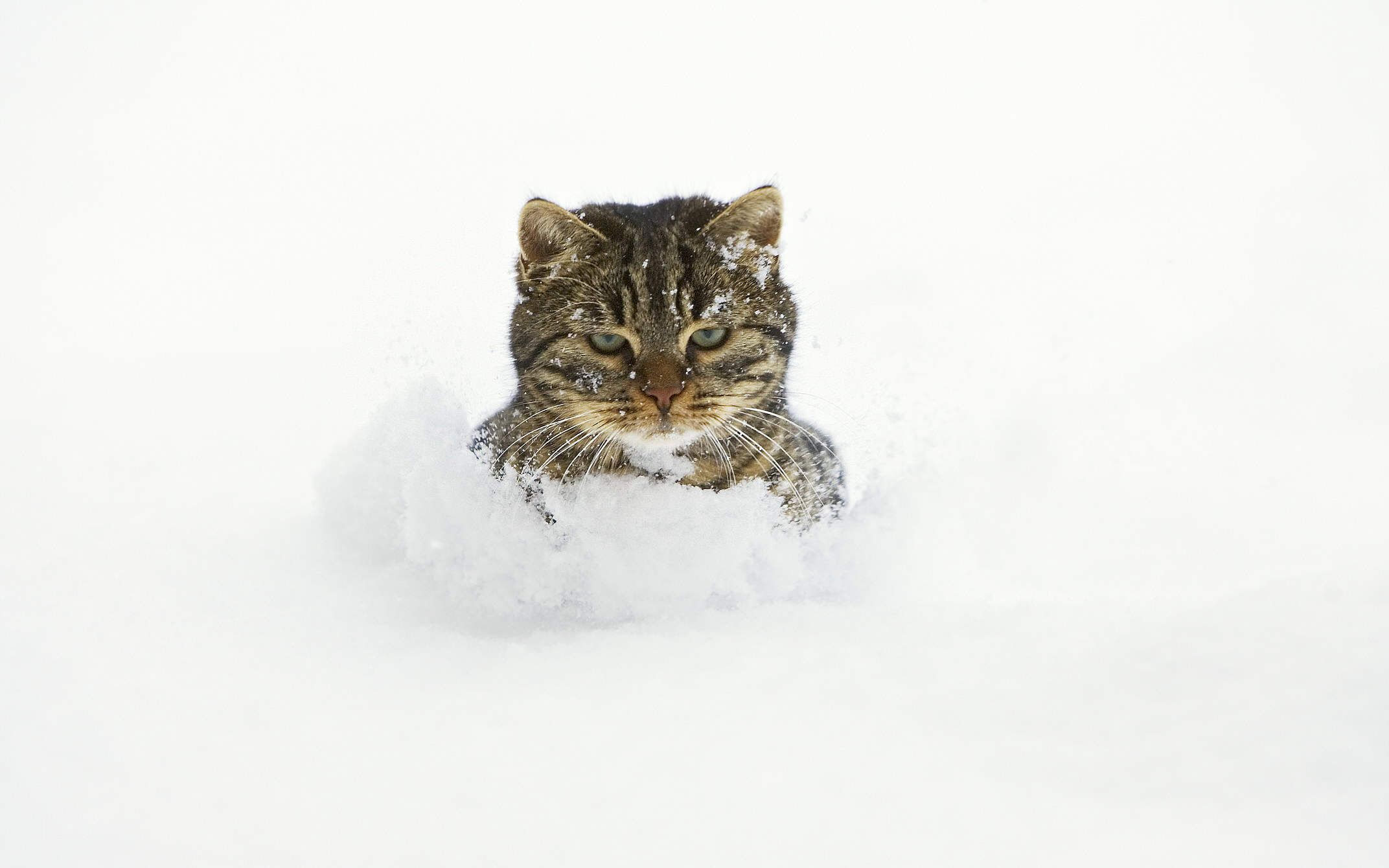 2144x1340, 97 Kb / кот, снег