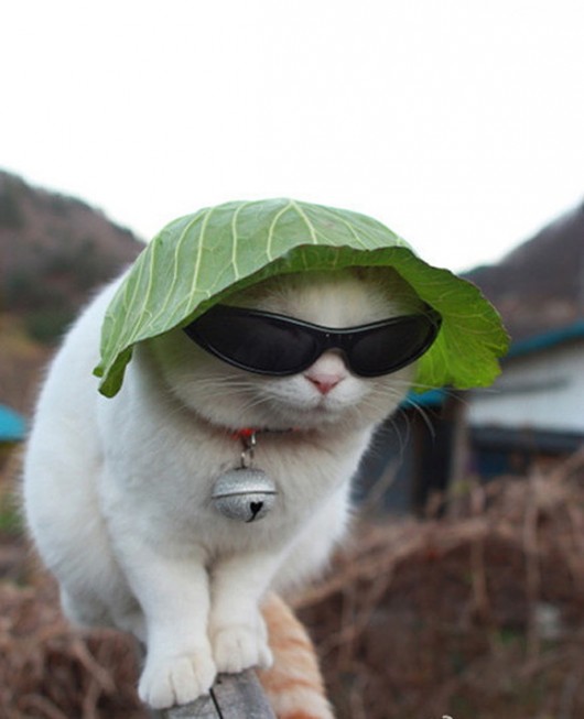 530x653, 46 Kb / котэ,панама,очки