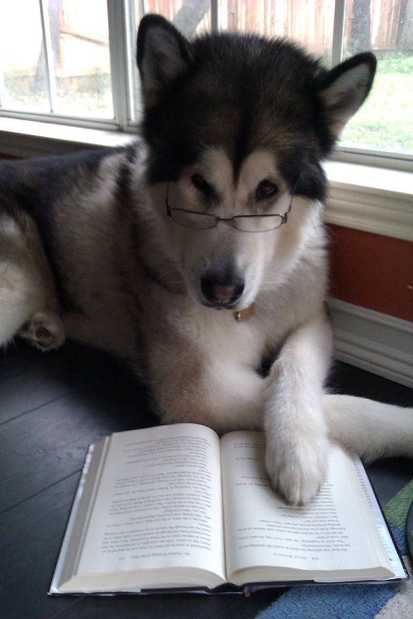 600x900, 77 Kb / собака, книга, очки, хаски