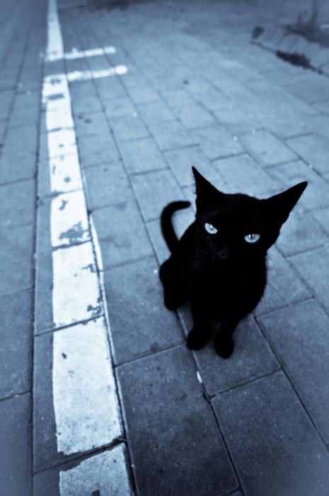 465x700, 38 Kb / кот, кошка, черная, тротуар, плитка, улица, полоса