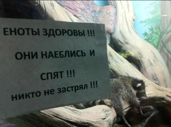 599x444, 36 Kb / еноты, зоопарк, объявление