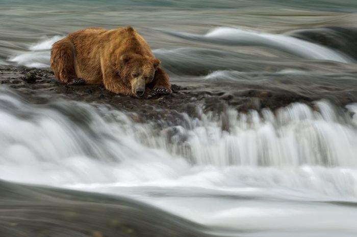 700x466, 45 Kb / медведь, вода