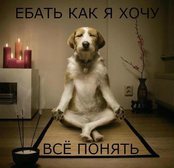 600x579, 53 Kb / медитация, випассана, собака, ебать, понять, йога