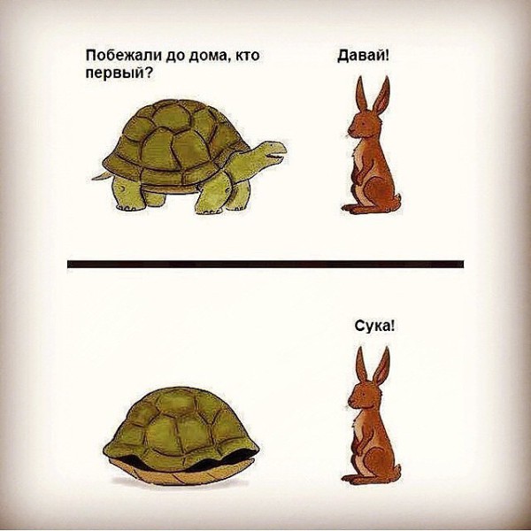 600x600, 60 Kb / кролик, черепаха, дом