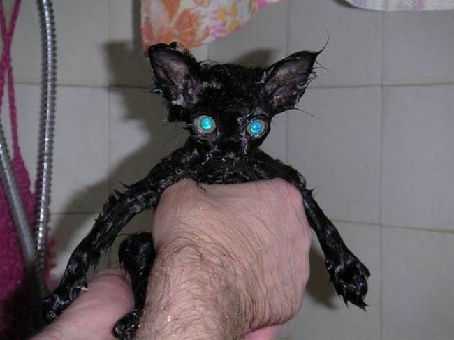650x487, 36 Kb / Кот, мокрый, вода, душ