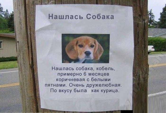 700x477, 55 Kb / собака, съели