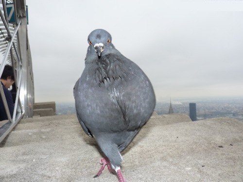 500x375, 37 Kb / голубь