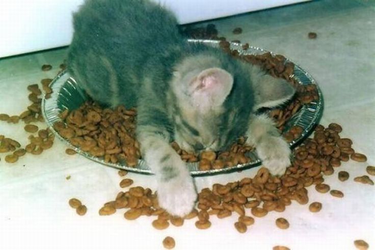 736x490, 51 Kb / котенок,тарелка,корм