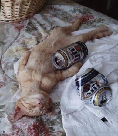 389x451, 29 Kb / кот, пиво, сон