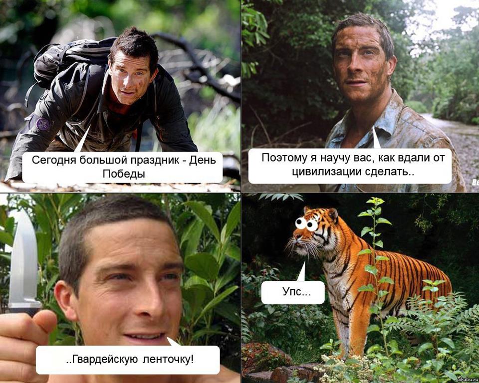 960x768, 131 Kb / 9 мая, тигр, георгиевская ленточка, беар гриллс