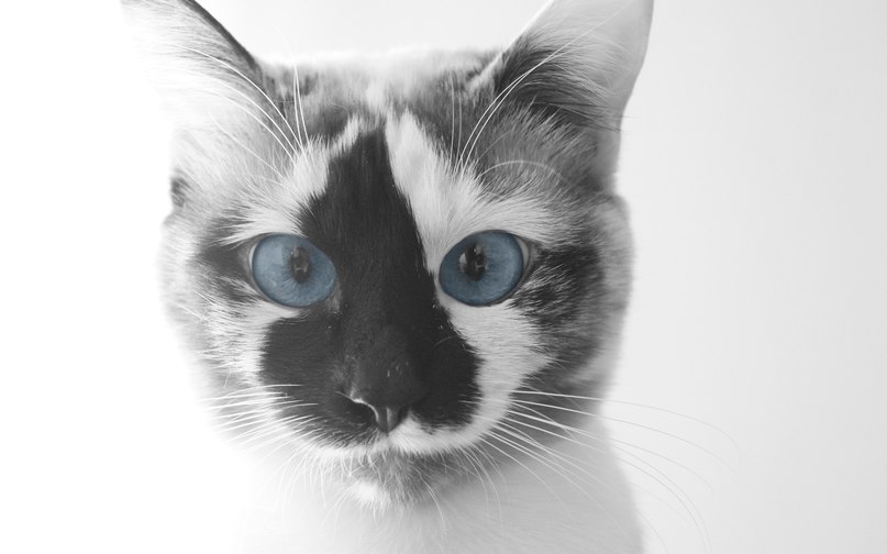 807x504, 47 Kb / котэ, пятно