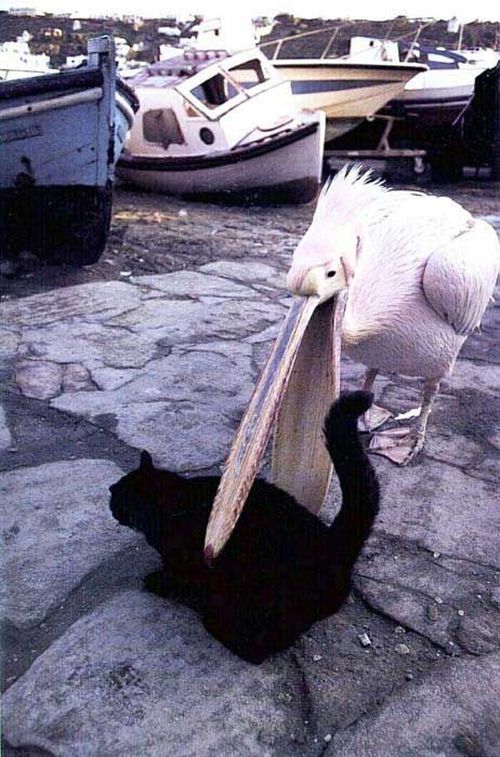 500x757, 88 Kb / пеликан, кот, лодка