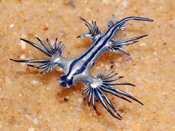 600x450, 46 Kb / glaucus atlanticus, моллюск
