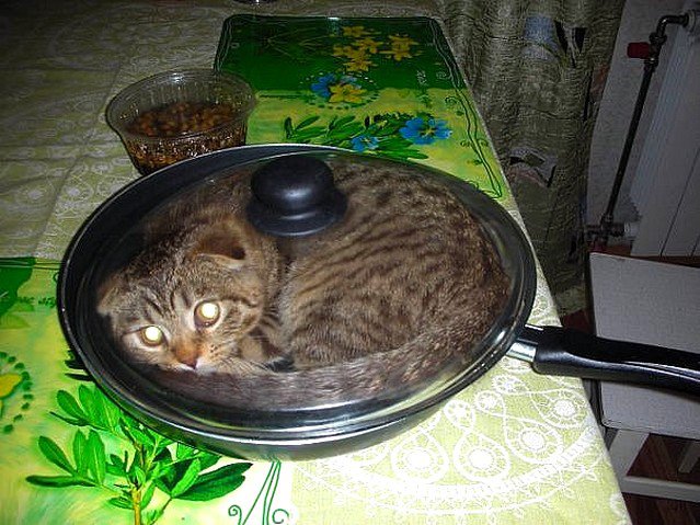 639x479, 90 Kb / кот, сковорода