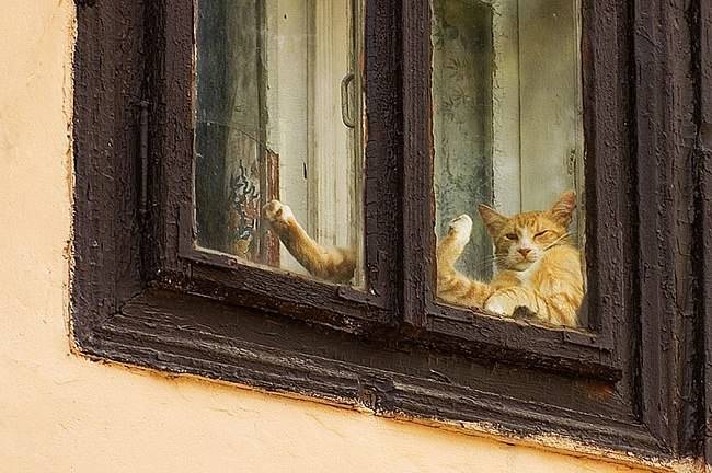 650x432, 54 Kb / котэ