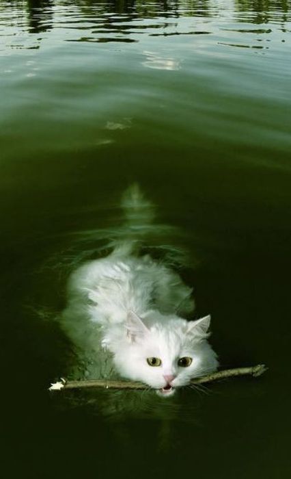 426x700, 27 Kb / кот, вода, река, плывёт, палка