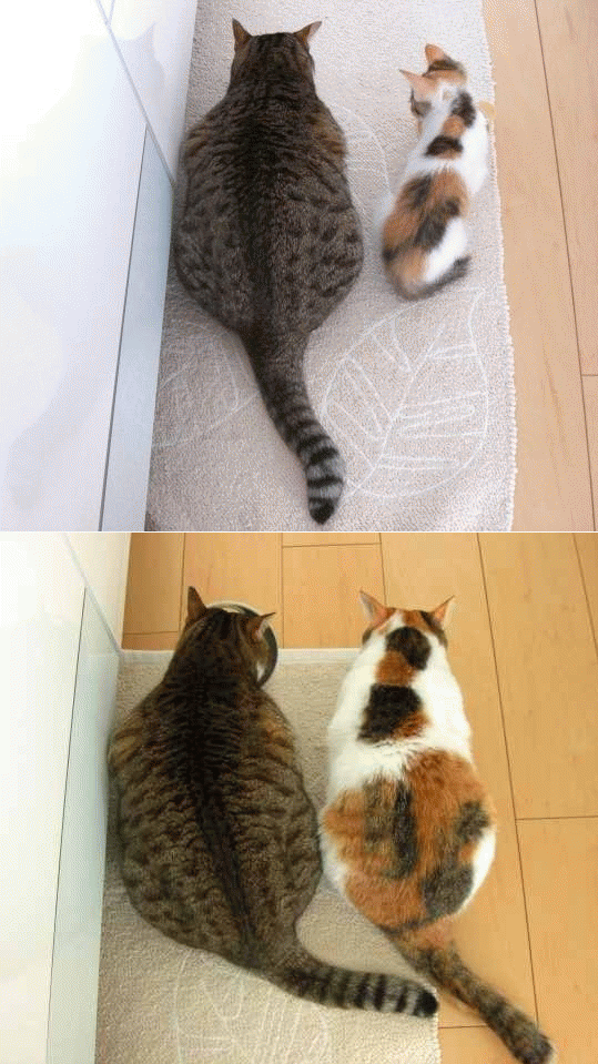 539x959, 271 Kb / кот, коты