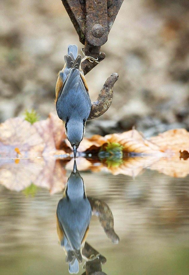 634x922, 103 Kb / крюк, птица, вода