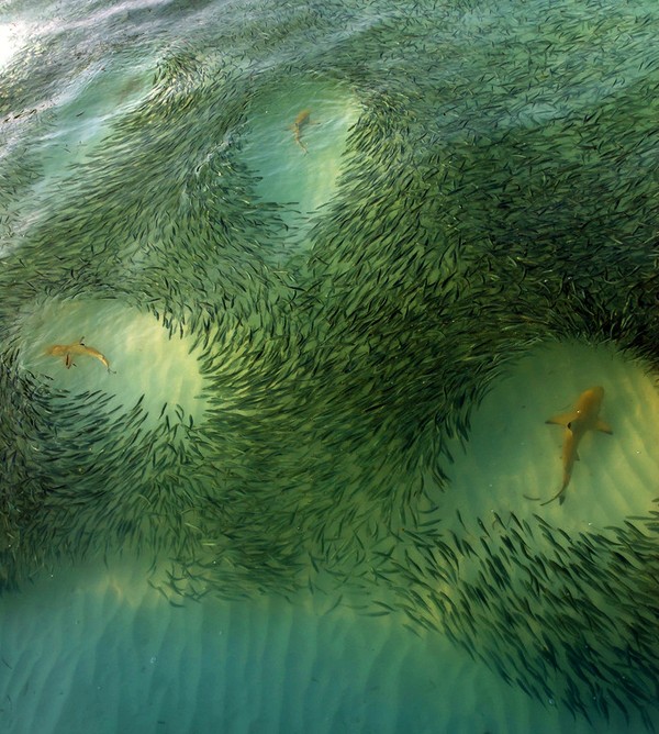 600x668, 133 Kb / море, вода, рыбы, стая, хищник