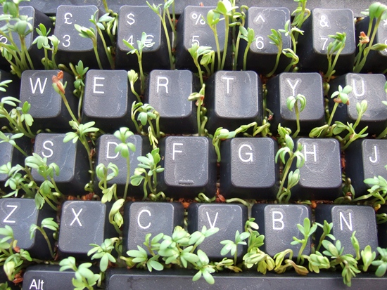 550x413, 158 Kb / клавиатура, ростки, мусор