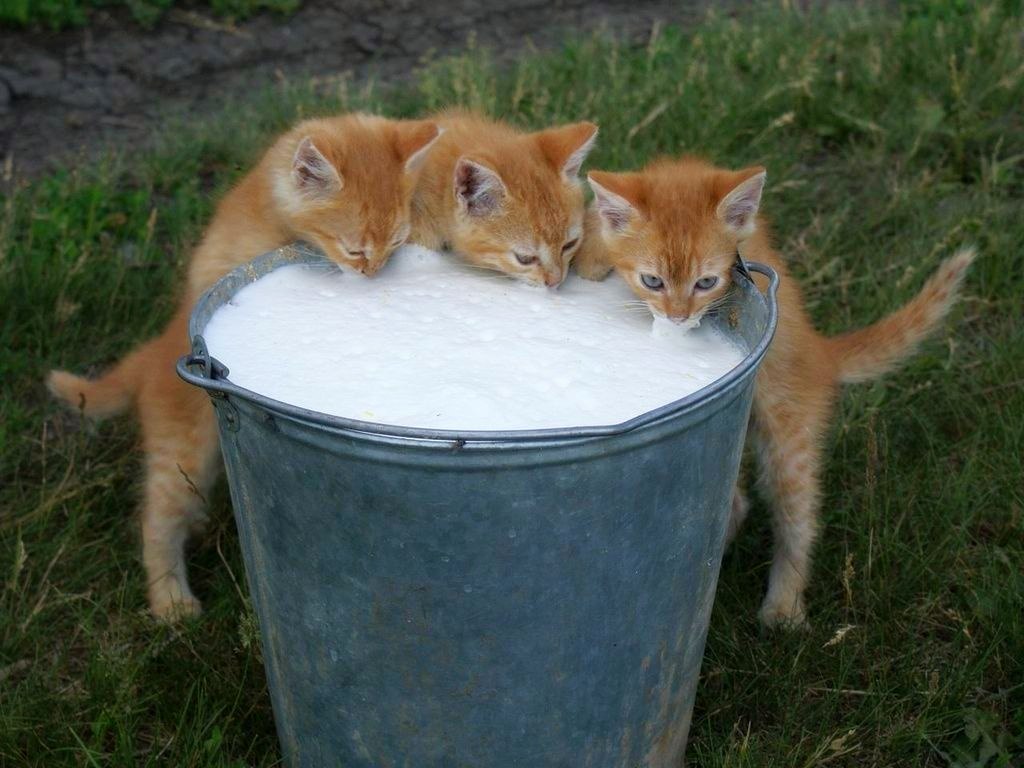 1024x768, 119 Kb / рыжие, котэ, ведро, молоко