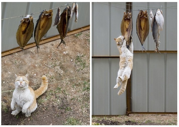 712x507, 99 Kb / котэ, рыба, диптих