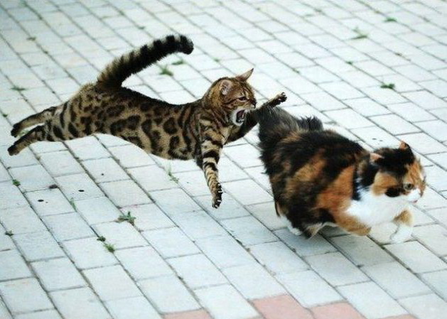 629x449, 97 Kb / кот, коты, нападение