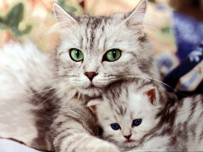 700x525, 76 Kb / кошка, котенок, семья