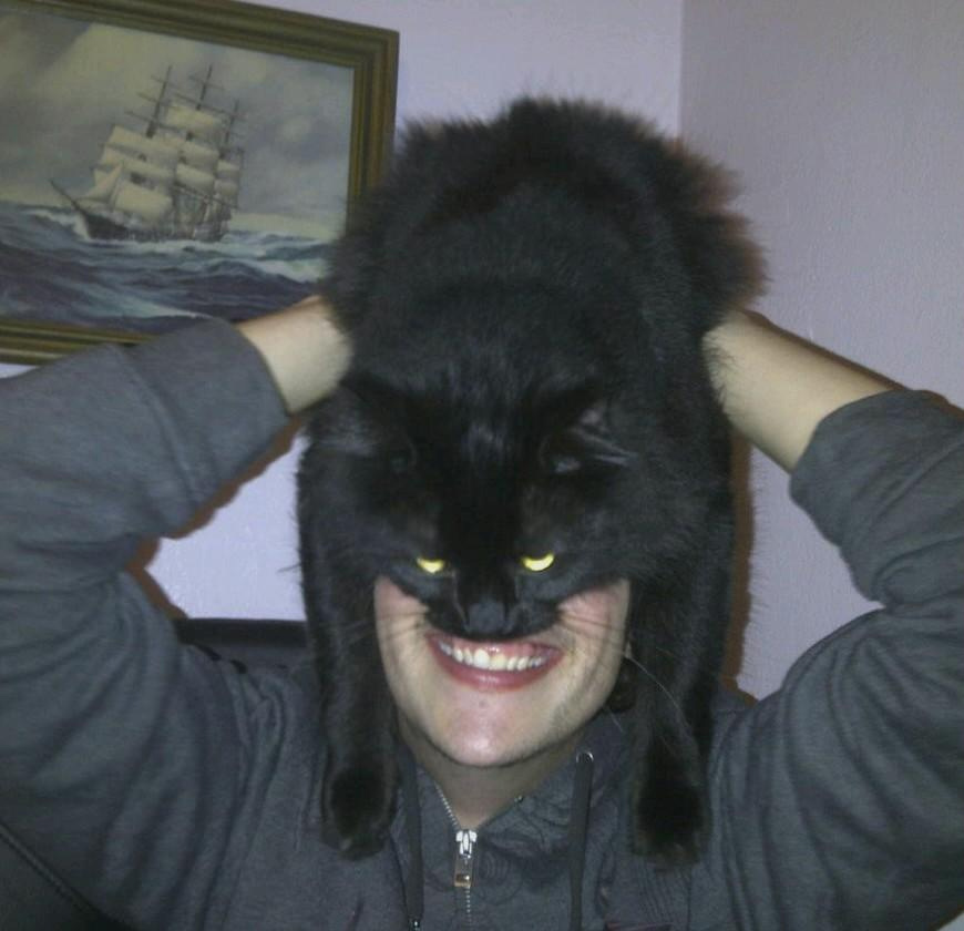 870x840, 121 Kb / кот, бэтман
