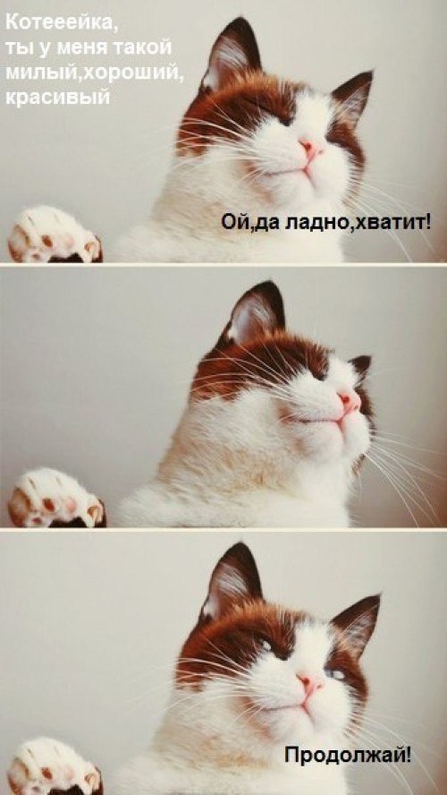 500x888, 67 Kb / котэ, комплименты, продолжай