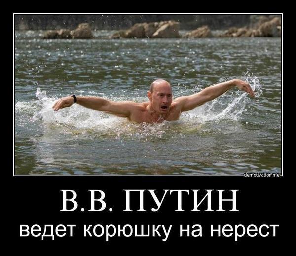600x519, 50 Kb / демотиватор, Путин, корюшка, нерест, река