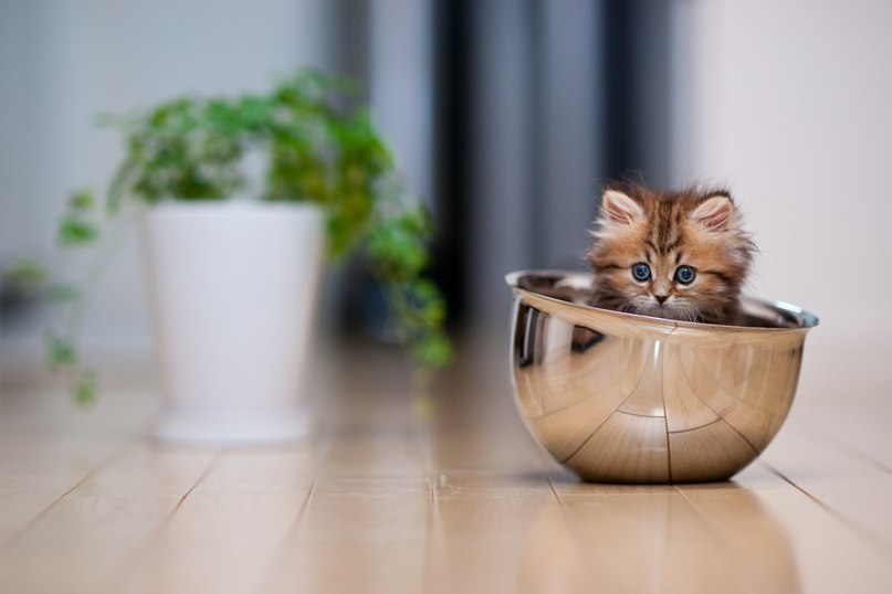 807x538, 39 Kb / котенок, миска, цветок