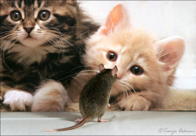 640x444, 48 Kb / котята, мышь