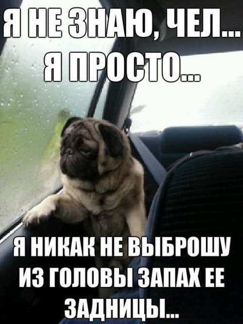 500x667, 37 Kb / любовь, пес