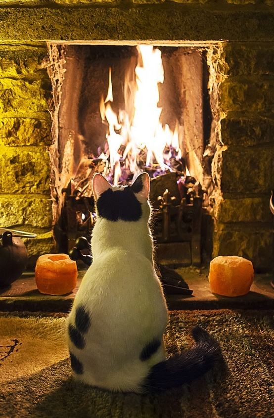554x845, 243 Kb / кот, камин, огонь