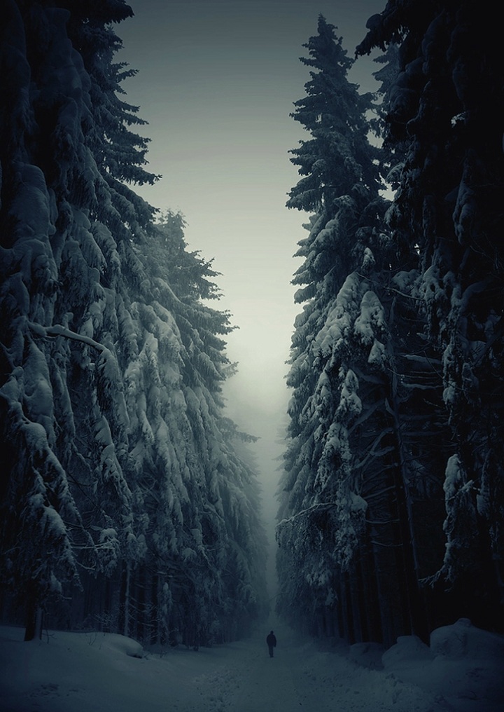 720x1016, 205 Kb / ель, зима, просека