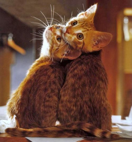500x540, 43 Kb / котята