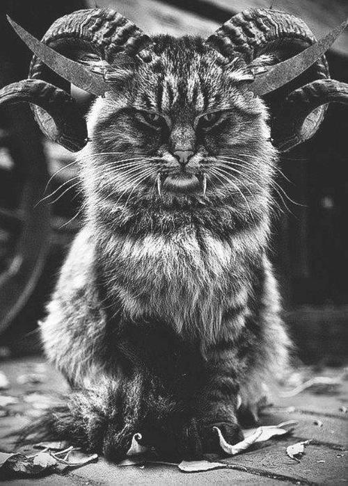 500x699, 120 Kb / кот, дьявол, зло, рога, клыки, ч/б