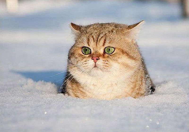 800x557, 91 Kb / кот, снег, тень