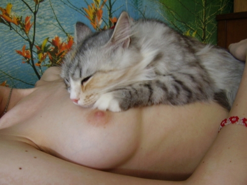 500x375, 123 Kb / сиськи, коте, кошка,