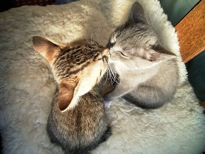 700x525, 94 Kb / поцелуй, коты