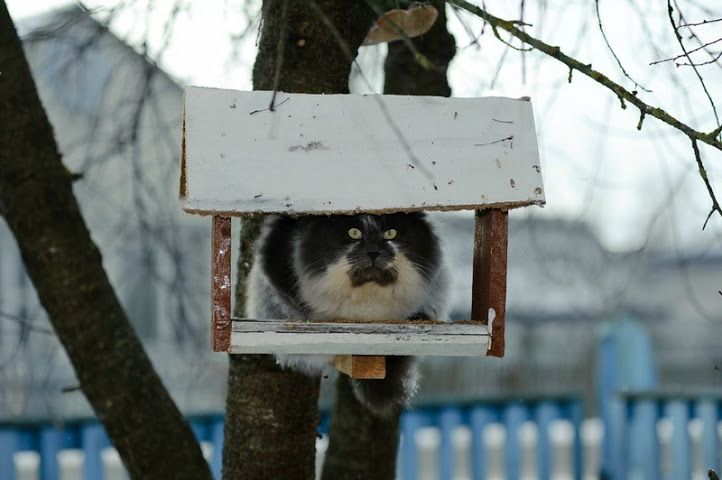 722x480, 77 Kb / кот, кормушка, засада