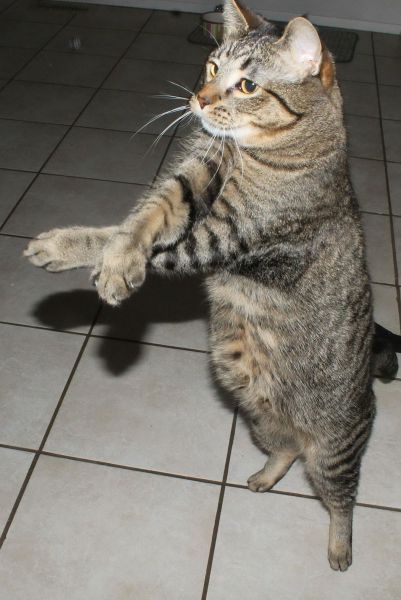401x600, 46 Kb / котэ, psy, танец
