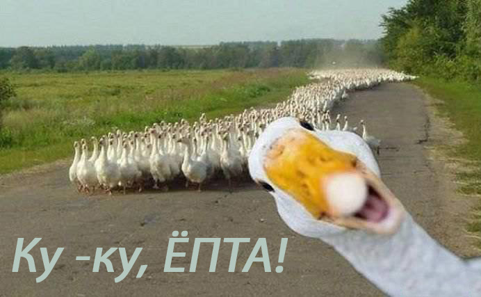 692x427, 79 Kb / гуси, дорога, деревья, поле, трава, стадо, ку-ку ёпта